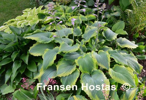 Hosta Spartacus - Fransen Hostas